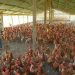 Poultry Farmers in Nigeria Commend CBN for Supporting the Sector