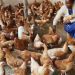 Budget Review Did Not Address Scarcity of Feed- Poultry farmers Budget Review Did Not Address Scarcity of Feed- Poultry farmers