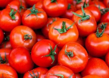 Gov’t Halts Tomato Imports Over Threats of Torado Virus