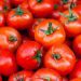 Gov’t Halts Tomato Imports Over Threats of Torado Virus Gov’t Halts Tomato Imports Over Threats of Torado Virus