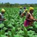 Women Farmers in Nigeria Urged to Embrace Fishery, Livestock Farming Women Farmers in Nigeria Urged to Embrace Fishery, Livestock Farming