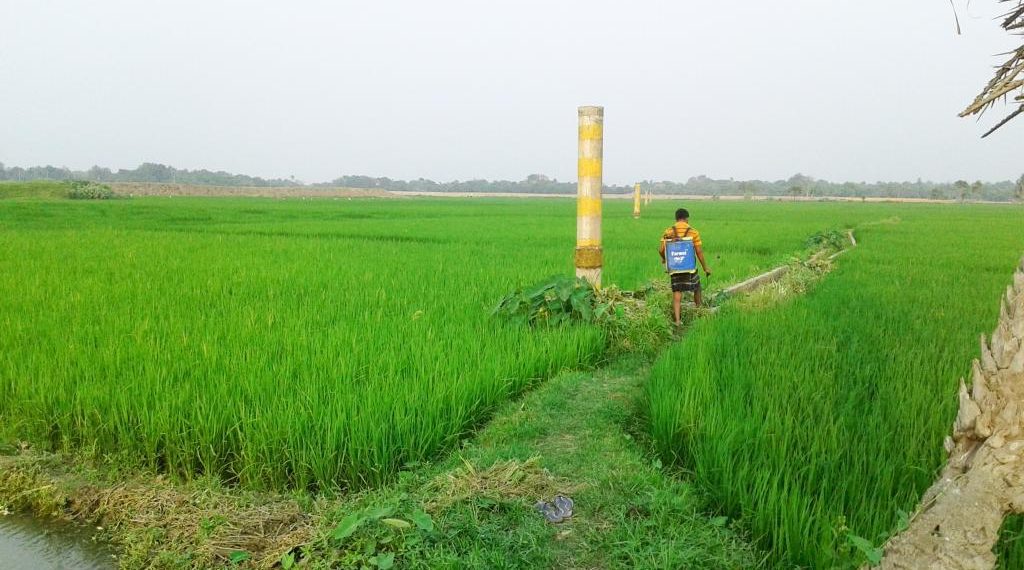Arsenic Now in Wheat, Potato, and Water — in Rural Bihar Arsenic Now in Wheat, Potato, and Water — in Rural Bihar