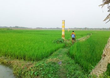 Arsenic Now in Wheat, Potato, and Water — in Rural Bihar