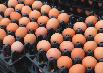 Hen Bone Fractures Caused by Large Eggs, New Study Reveals