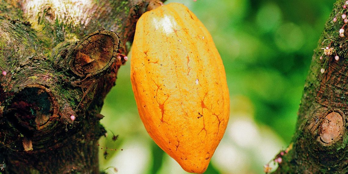 Cocoa Farmers to Benefit from Cote d’Ivoire-Ghana Cocoa Initiative