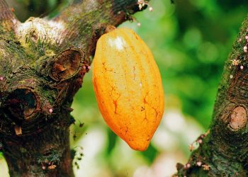 Let’s Work Diligently to Safeguard Cocoa Industry – COCOBOD Boss Urge Stakeholders