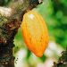Cocoa Farmers to Benefit from Cote d’Ivoire-Ghana Cocoa Initiative