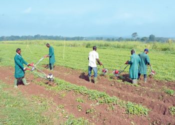 Agric Sector Crucial To Job Creation, Economic Revival — UK High Commissioner