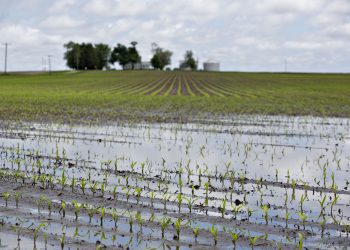 Torrential Rainfall Submerge Over 200 acres of rice farm in Ejura