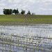 Torrential Rainfall Submerge Over 200 acres of rice farm in Ejura Torrential Rainfall Submerge Over 200 acres of rice farm in Ejura