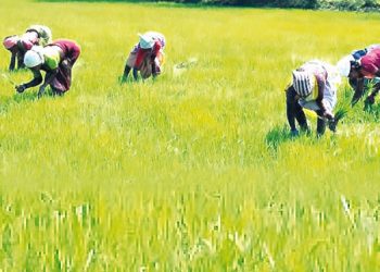 CFM Supports Women Farmers in Nigeria with Irrigation Systems