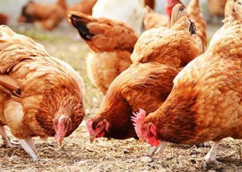 Poultry Farmers to Receive Free Vaccines to Cure ‘Newcastle’ Disease