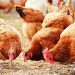 Poultry Farmers to Receive Free Vaccines to Cure ‘Newcastle’ Disease