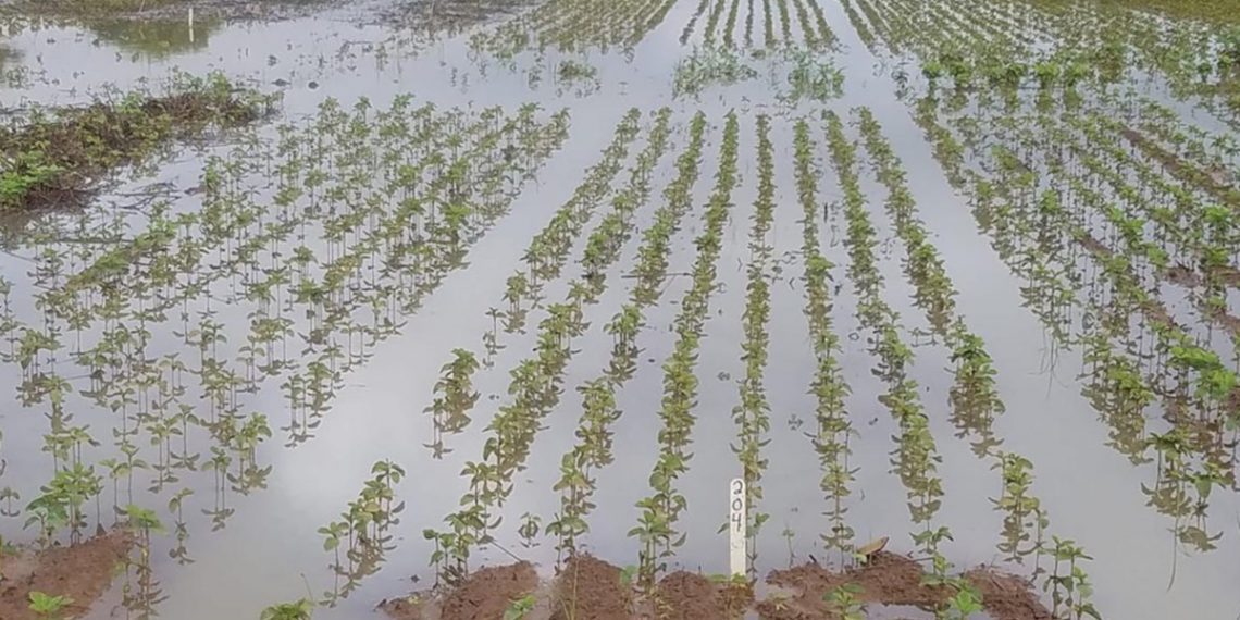 Farmers Bemoan Effects of Excessive Rain on their Crops
