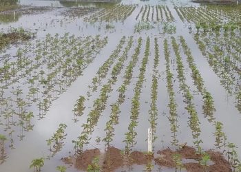 Farmers Bemoan Effects of Excessive Rain on their Crops