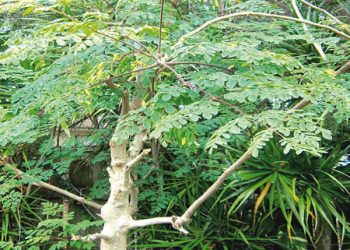 Nigerian Federal Government Pledge More Support for Moringa Farmers
