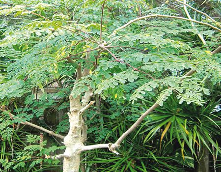 Nigerian Federal Government Pledge More Support for Moringa Farmers Nigerian Federal Government Pledge More Support for Moringa Farmers