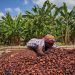 Ghana Maintains Cocoa Producer Price at ¢660 per Bag for 2021/2022 season.