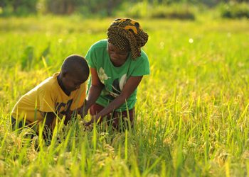 Ghana’s Agric Sector Engages almost Eight hundred thousand Minors