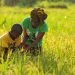 Ghana’s Agric Sector Engages almost Eight hundred thousand Minors