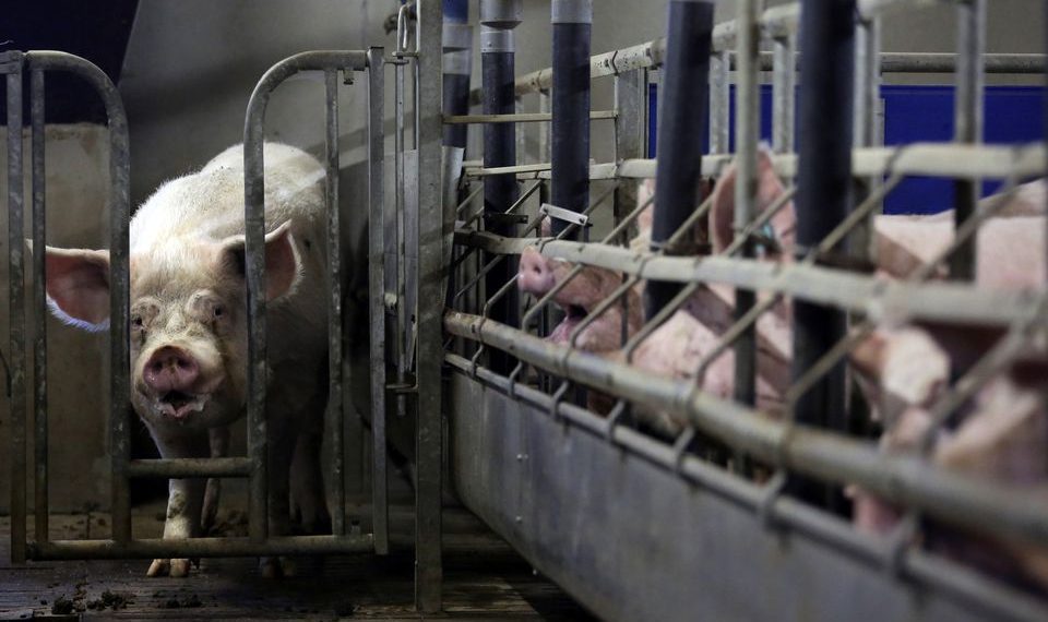 Exclusive Investors Warn EU Against Badging Intensive Farming as Sustainable Exclusive Investors Warn EU Against Badging Intensive Farming as Sustainable