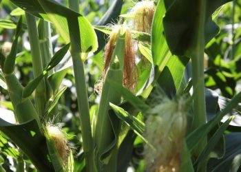 Fertilizer shortage may lead to spring scramble on North America’s farms