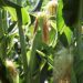 Fertilizer shortage may lead to spring scramble on North America’s farms Fertilizer shortage may lead to spring scramble on North America’s farms