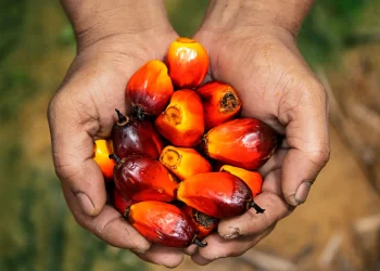 Benchmark Policy Reversal will Grow Local Oil Palm Industry— Stakeholders