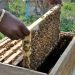 Ghanaian Women Shea Farmers Receive Training in Beekeeping