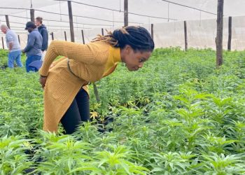 Africa’s Cannabis Market to Hit U.S..1 Billion By 2023