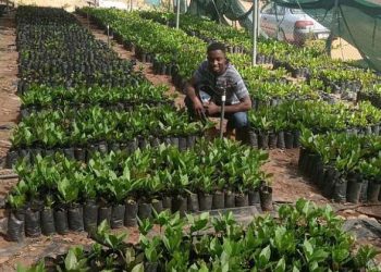 Government Must Invest More in Climate Smart Agriculture – CEO ASPASSION Farms
