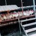 Bird Flu Strikes Poultry Farms in Bediako