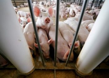 Cattle and Hog Futures Firm; Supplies Remain Tight