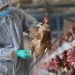 Bird Flu Interfering with Govt’s Rearing for Food and Jobs agenda – Agric Minister Bird Flu Interfering with Govt’s Rearing for Food and Jobs agenda – Agric Minister