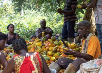 Striking Cocoa Carriers to Resume Work — COCOBOD Announces