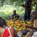 COCOBOD Promises to Eradicate Child Labour