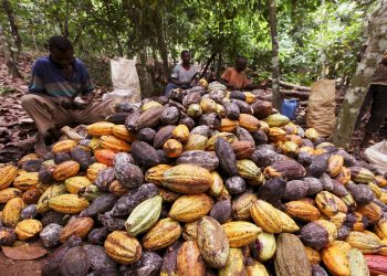Ivory Coast weather favourable for cocoa mid-crop, farmers say