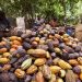 Ivory Coast weather favourable for cocoa mid-crop, farmers say
