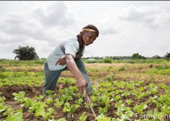 Farmer-based Organisations Call for Restoration of Benchmark Value Reversal Policy