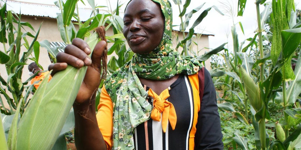 Ghana’s Farmers Arm Against Freak Weather With Crop Insurance Ghana’s Farmers Arm Against Freak Weather With Crop Insurance