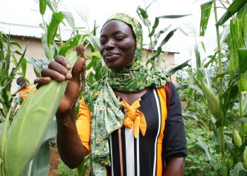 Ghana’s Farmers Arm Against Freak Weather With Crop Insurance