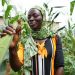 Ghana’s Farmers Arm Against Freak Weather With Crop Insurance Ghana’s Farmers Arm Against Freak Weather With Crop Insurance