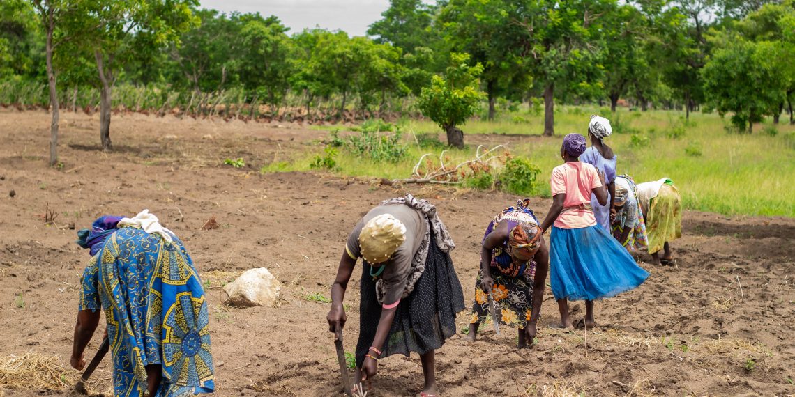 2022: Strengthening our Impacts on Farmers and Value Chain Actors