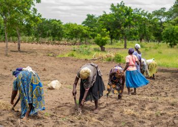 2022: Strengthening our Impacts on Farmers and Value Chain Actors