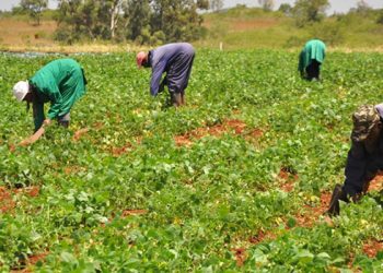 Local Farmers, Foodstuff Traders Engage in Profit-Racketeering