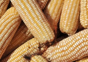 Kenya’s food imports increase with worsening inflation