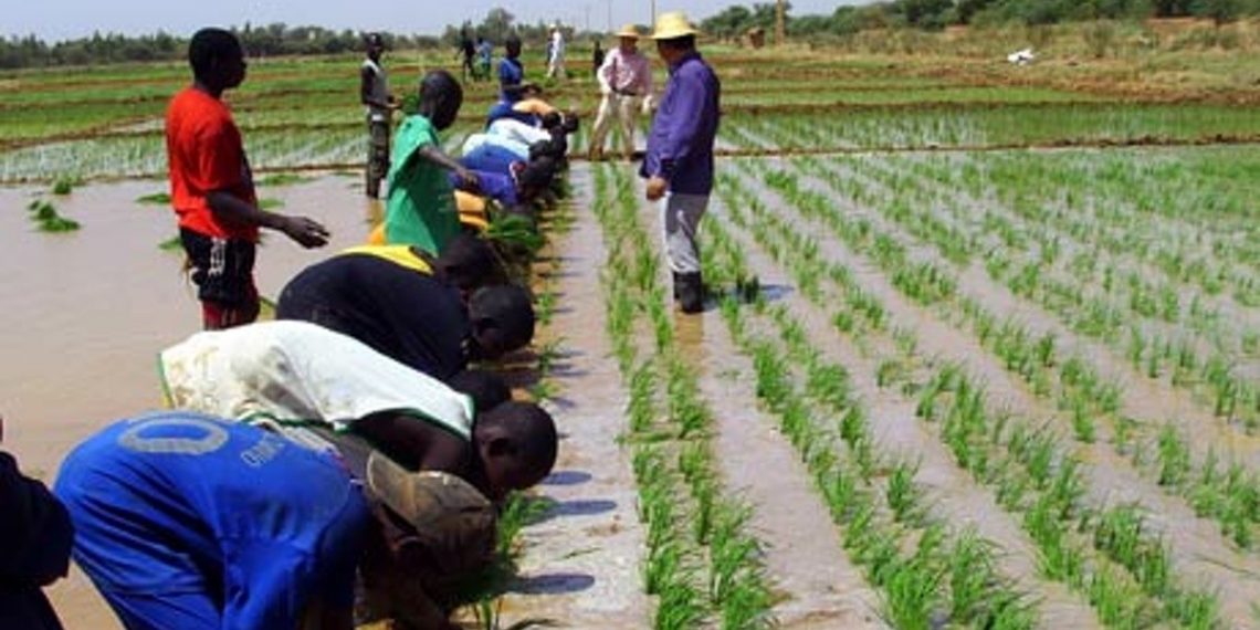 Ghana’s Rice Revolution: Imports Plunge by 45%, Government Aims for Self-Sufficiency with  1 Million MT Local Production Target Ghana’s Rice Revolution: Imports Plunge by 45%, Government Aims for Self-Sufficiency with  1 Million MT Local Production Target