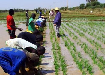 Benchmark Policy puts 100,000 Jobs at Risk in Rice Industry – Farmers Warn