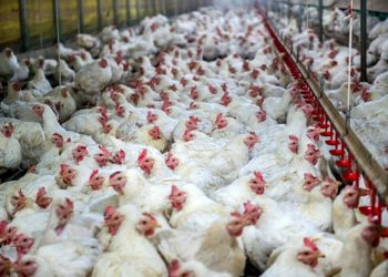 Ukraine Says EU Allows Resumption of Imports of Ukrainian Poultry