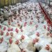 Ukraine Says EU Allows Resumption of Imports of Ukrainian Poultry Ukraine Says EU Allows Resumption of Imports of Ukrainian Poultry